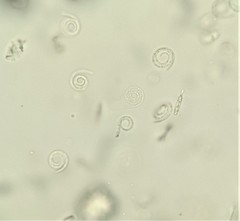 Helicomyces