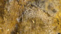 Helicomyces