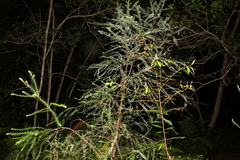 Ozothamnus rufescens