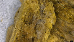 Helicomyces