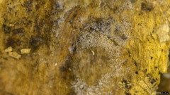 Helicomyces