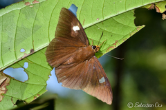 Capila hainana