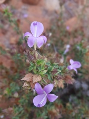 Barleria saxatilis