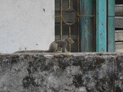 Funambulus pennantii