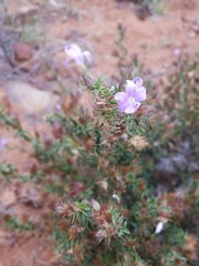Barleria saxatilis