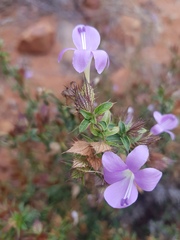 Barleria saxatilis