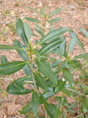 Cartrema