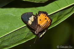 Pintara pinwilli