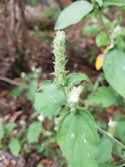 Isoglossa glandulosissima