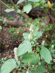 Isoglossa glandulosissima