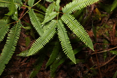 Dicranopteris linearis linearis