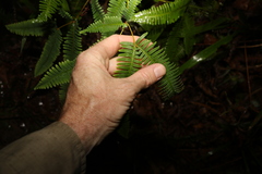 Dicranopteris linearis linearis