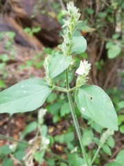 Isoglossa glandulosissima