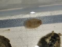 Gnorimosphaeroma rayi