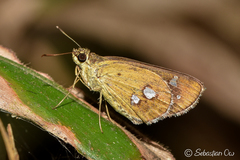 Scobura isota