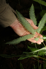 Dicranopteris linearis linearis