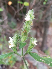 Isoglossa glandulosissima