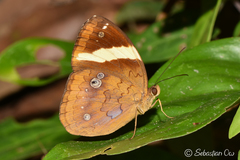 Xanthotaenia busiris