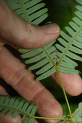 Dicranopteris linearis linearis