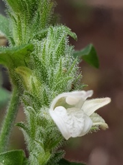Isoglossa glandulosissima