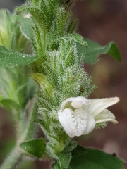 Isoglossa glandulosissima