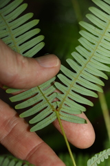 Dicranopteris linearis linearis
