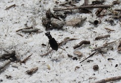 Cicindela