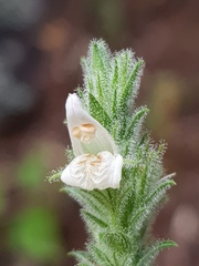 Isoglossa glandulosissima