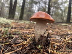 Leccinum vulpinum