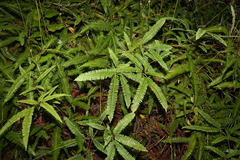 Dicranopteris linearis linearis
