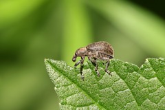 Liophloeus tessulatus