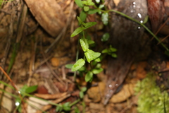 Gonocarpus chinensis