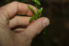 Gonocarpus chinensis