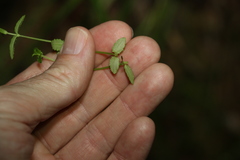 Gonocarpus chinensis