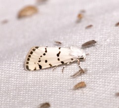 Grotella binda