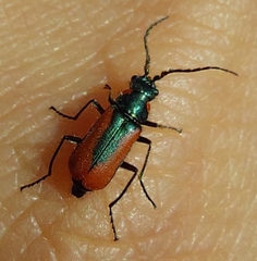 Malachius stolatus
