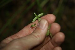 Gonocarpus chinensis