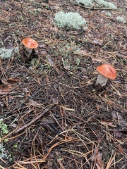 Leccinum vulpinum