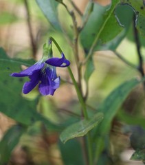 Viola septemloba