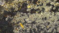 Xylariaceae