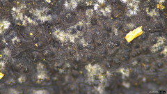 Xylariaceae
