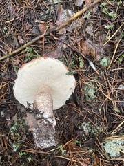 Leccinum vulpinum