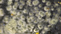Xylariaceae