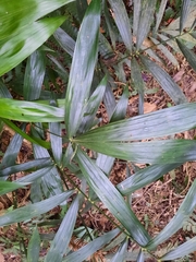Calameae