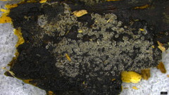 Xylariaceae
