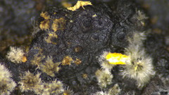 Xylariaceae
