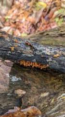Xylariaceae