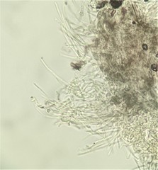 Xylariaceae