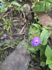 Browallia americana