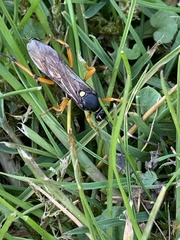 Ichneumon sarcitorius